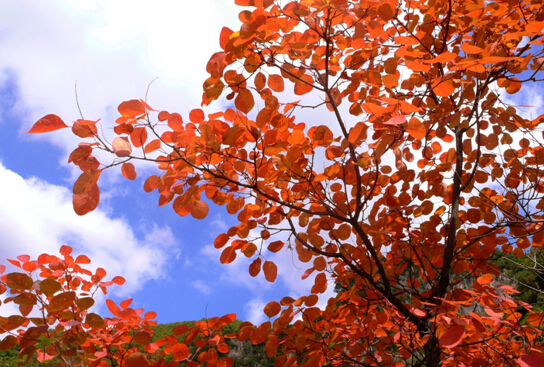 山西云丘山紅葉文化節