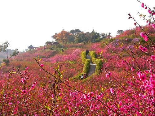 西樵山桃花園