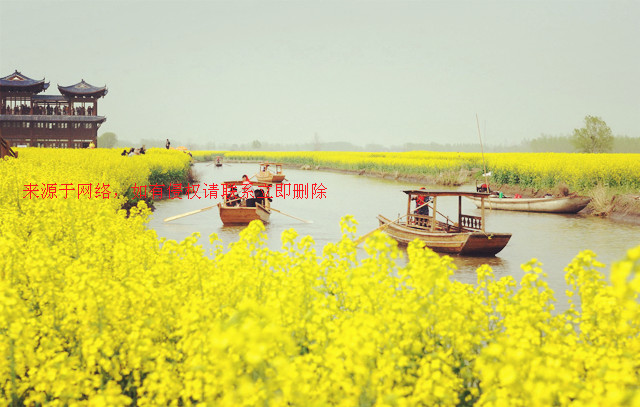 江蘇興化油菜花什么時候開?千島花海間的蘇北小調