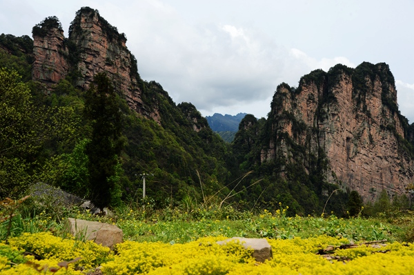 張家界板栗山