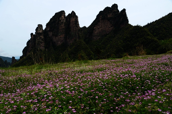 張家界板栗山