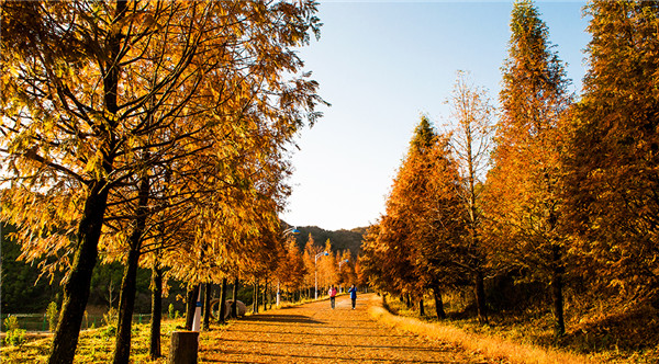 大圍山國(guó)家森林公園