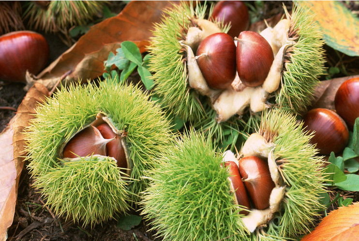 <a href=http://www.917925.com/linegn_10.html>河北</a>前南峪坐化山栗花節