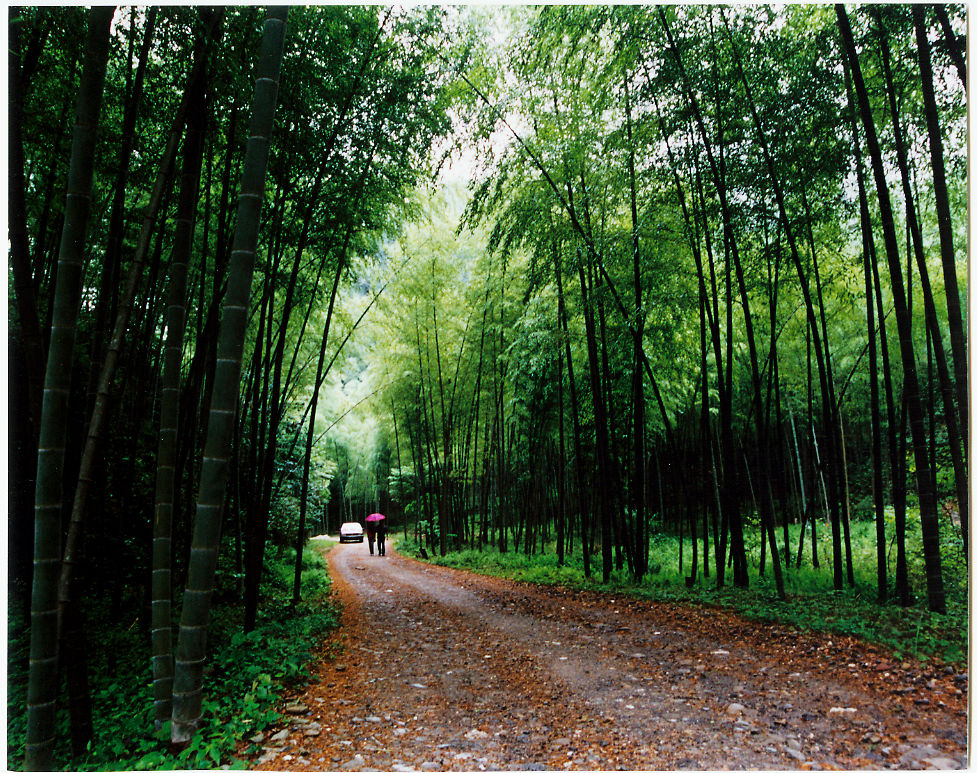 陽明山國家森林公園