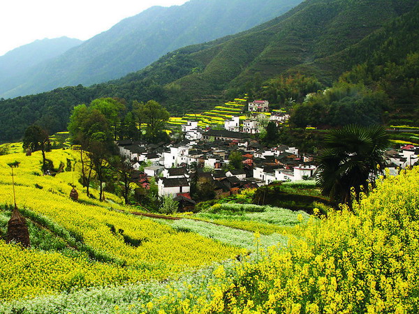 長沙到婺源旅游,長沙到婺源油菜花、景德鎮最美
