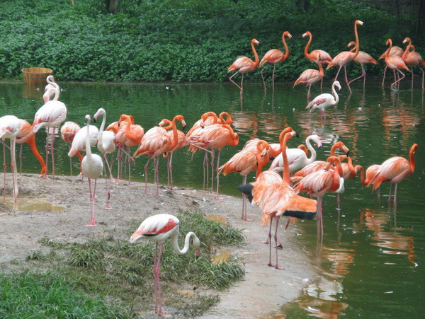 從長沙到廣州長隆歡樂世界、長隆水上樂園、香江野生動物園高鐵3日游