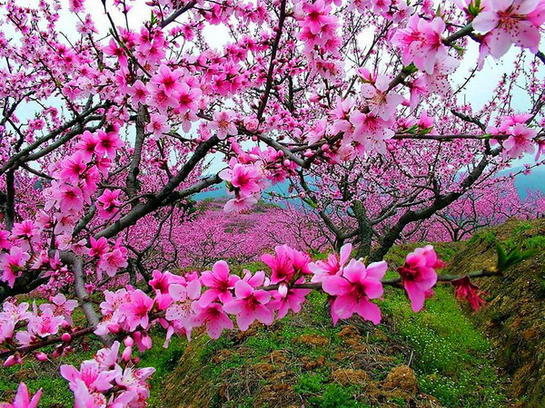 長沙到湘西邊城茶峒、酉陽桃花源2日游旅游團