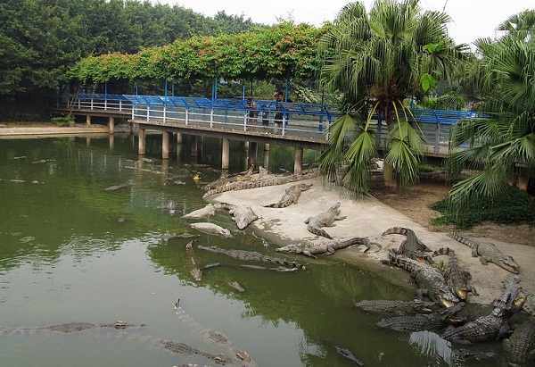 長隆鱷魚公園門票_廣州長隆鱷魚公園門票價格