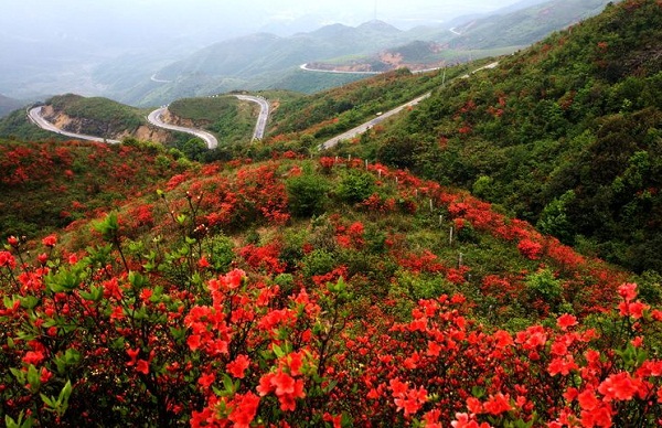城步南山牧場映山紅觀賞區(qū)