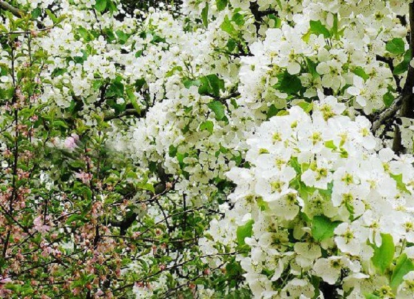 從長(zhǎng)沙出發(fā)醉美青海湖、互助縣、貴德賞梨花雙