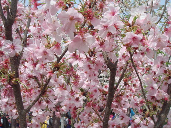 北京玉淵潭公園櫻花節(jié)時(shí)間、地點(diǎn)、門票、怎么去