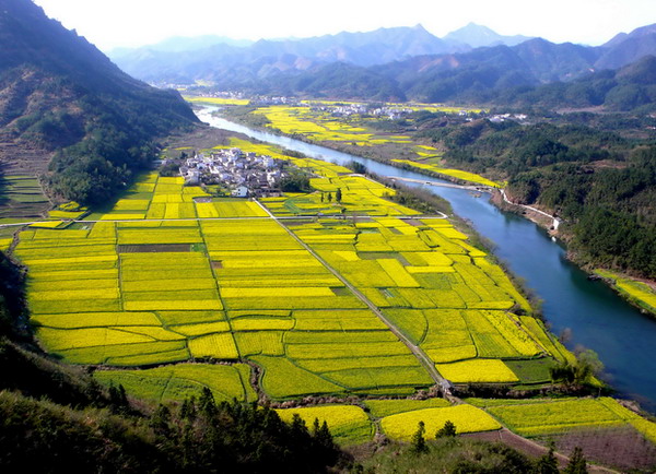 新安江油菜花

