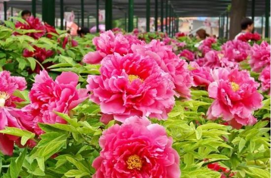 洛陽牡丹花