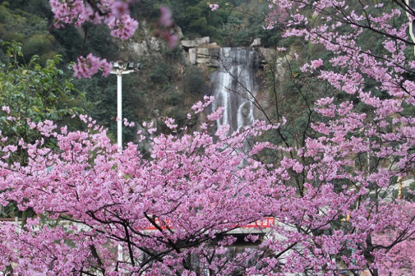 長(zhǎng)沙到郴州王仙嶺櫻花、稻田公園、東江湖鳳凰島桃花島高鐵純玩三日游