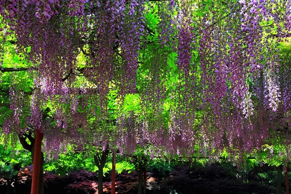 嘉定紫藤園