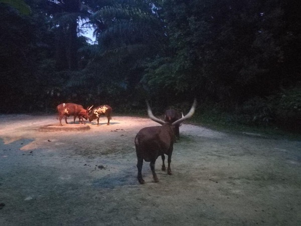 新加坡夜間野生動(dòng)物園好玩嗎?新加坡動(dòng)物園有什么好看的動(dòng)物